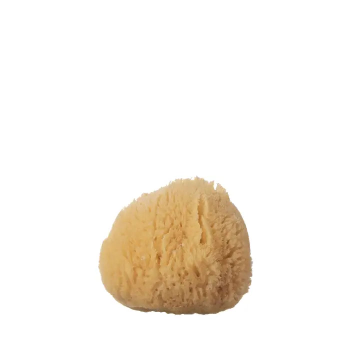 Sea Sponge