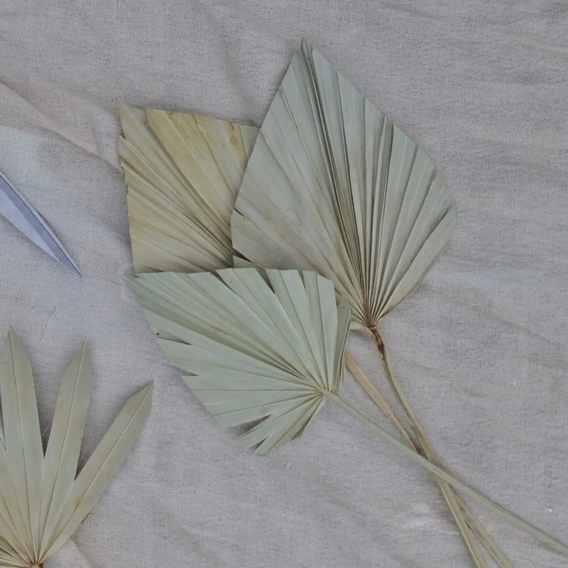 Natural Dried Palm Spears